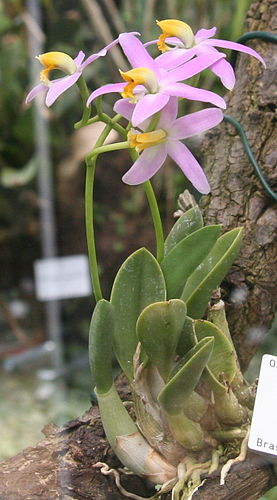 Cattleya reginae